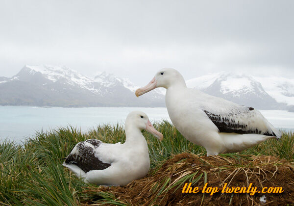 Wandering Albatross